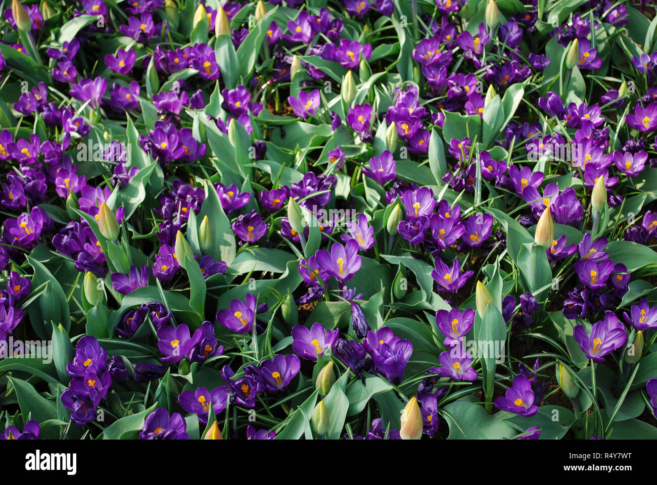 Fleur de Crocus Jumbo Notice cultivées dans le parc. Printemps en Pays-Bas. Banque D'Images