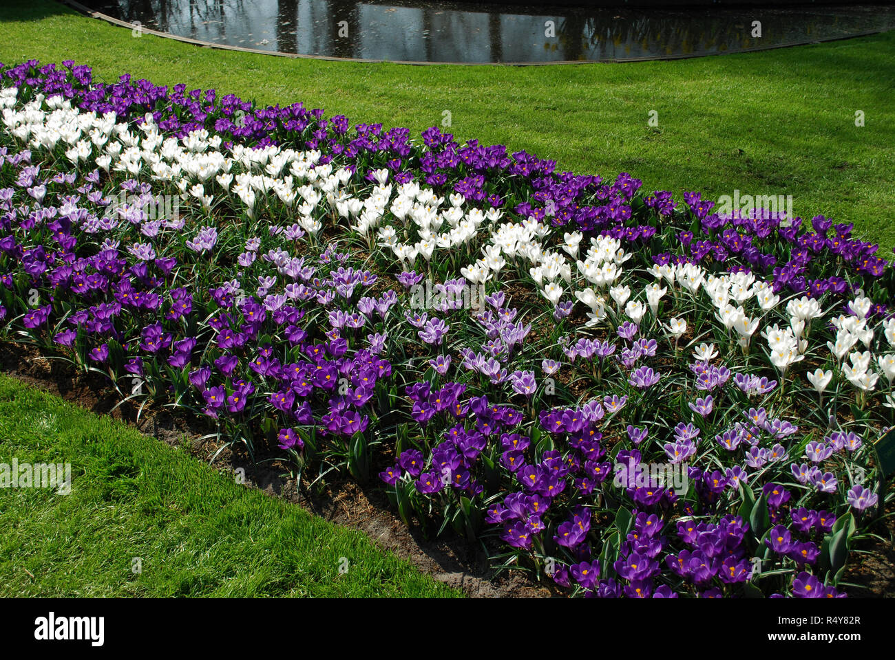 Crocus Fleur Jumbo Notice, Pickwick, Jenné D'Arc cultivées dans le parc. Printemps en Pays-Bas. Banque D'Images