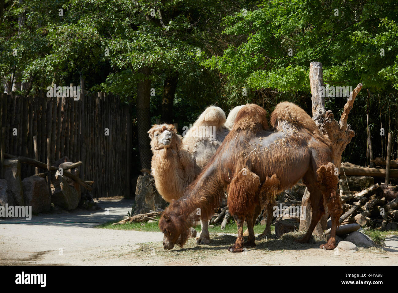 Les chameaux de Bactriane dans un zoo, Italie Banque D'Images