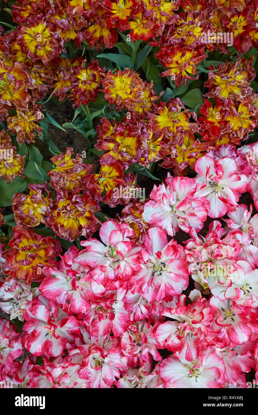 Close up de fleurs au parc naturaliste de Sigurta, province de Vérone, Italie Banque D'Images