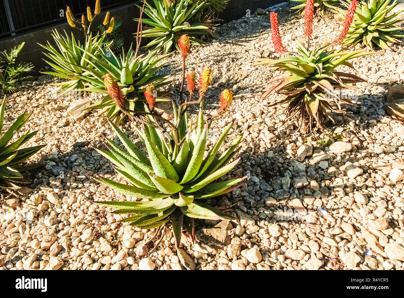 D'Aloe ferox sur fond de gravier à Windhoek Namibie Afrique du Sud Banque D'Images