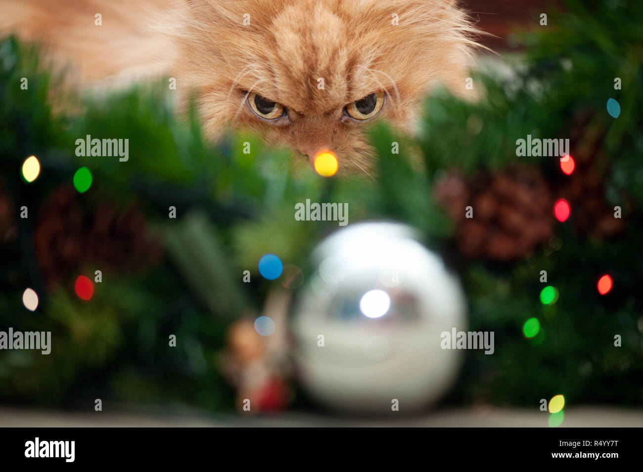 Chat persan de gingembre se cacher derrière l'arbre de Noël à la maison Banque D'Images