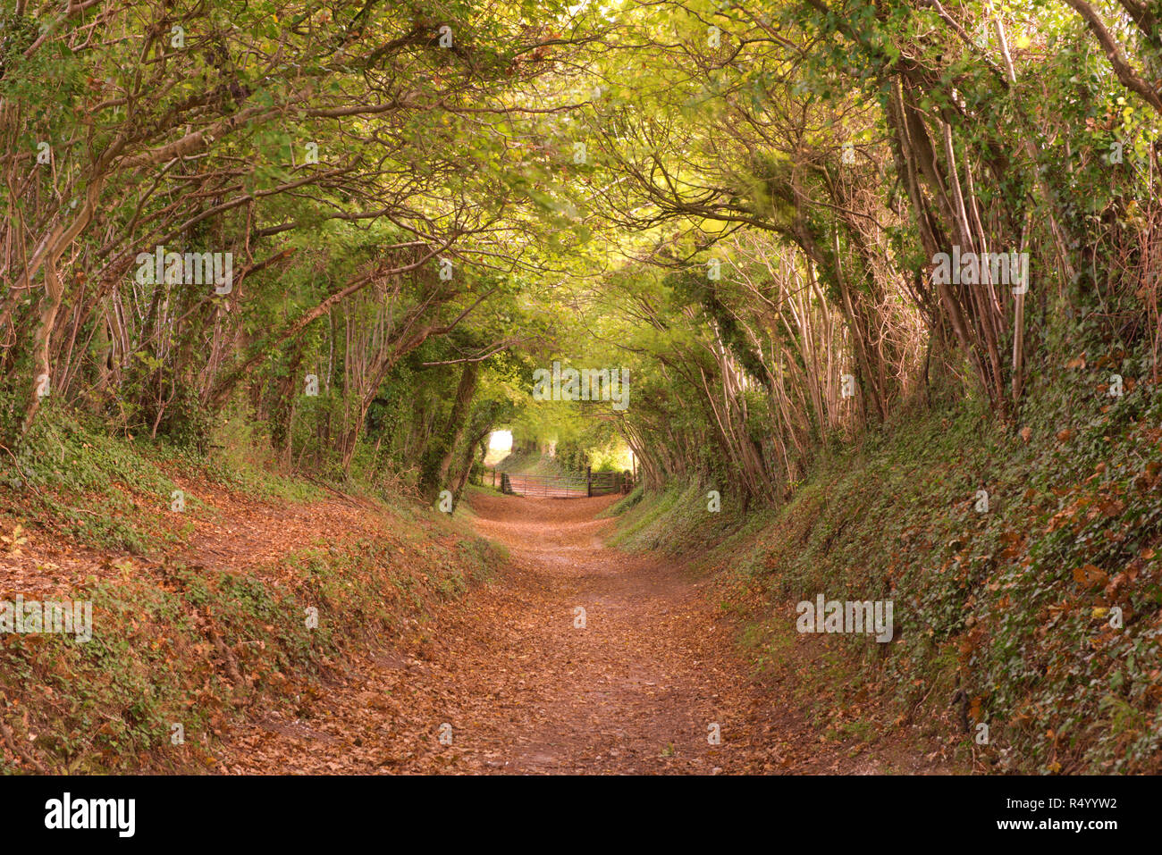 Le chemin d'Halnaker Moulin, Mill Lane, Chichester, West Sussex, Angleterre, Royaume-Uni. Banque D'Images