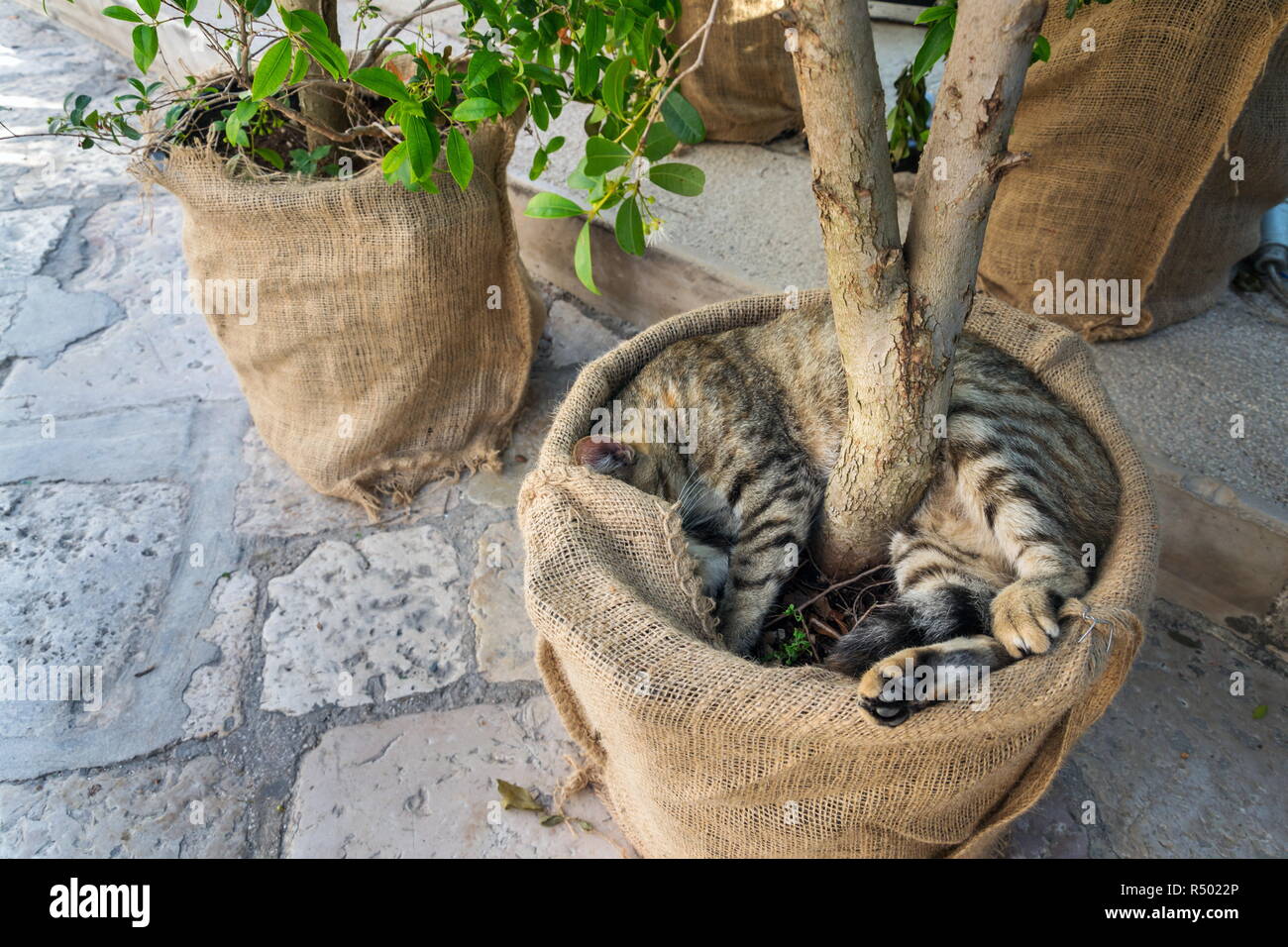 Beau Chat Tigre Dormir Dans Un Pot Sur La Rue De Polignano A Mare Italie Photo Stock Alamy