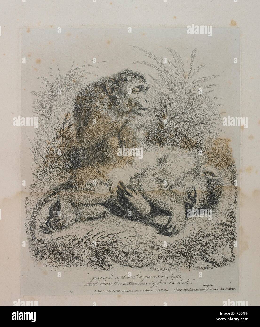 Les singes. Monkey-ana, ou [m]fr en miniature... Lune, Boys & Graves, 6 Pall Mall, Londres, 1828. Source : 1758.b.12, p.25. Langue : Anglais. Auteur : THOMAS, Landseer. Banque D'Images