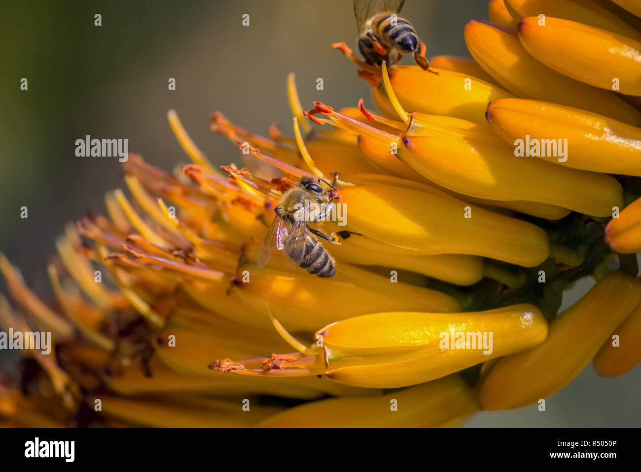 Abeilles sur une fleur de cactus Banque D'Images