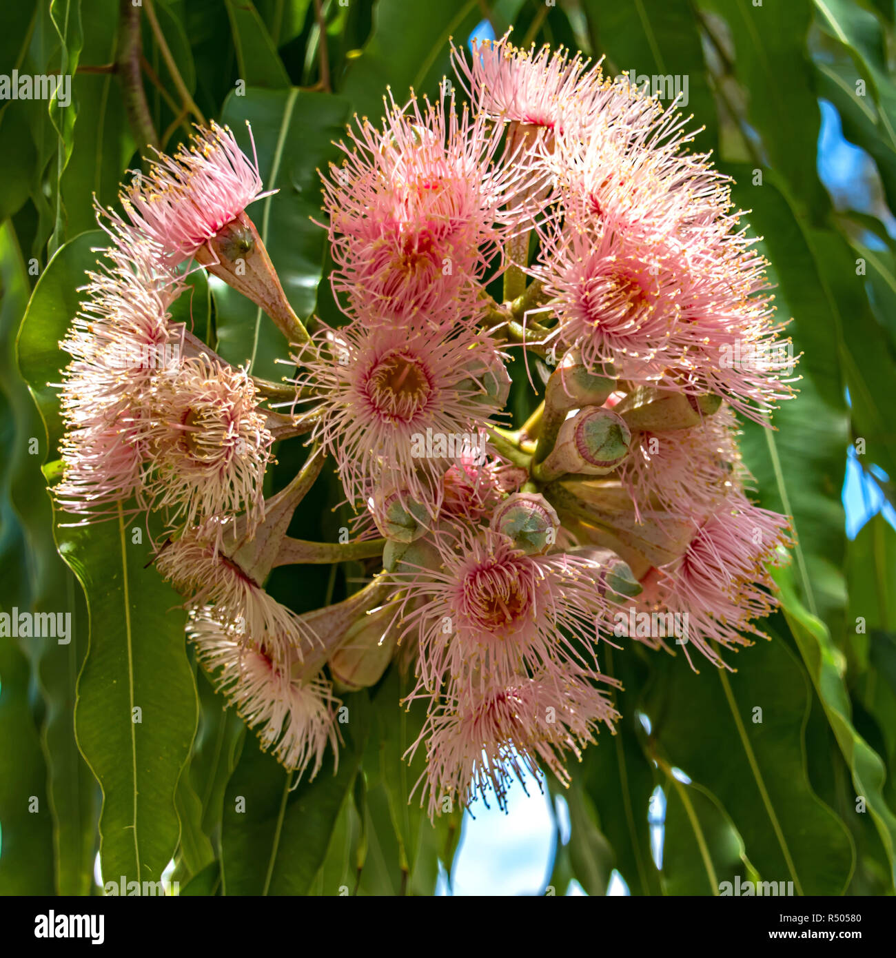 Floraison rouge Gum (Corymbia ficifolia) Banque D'Images