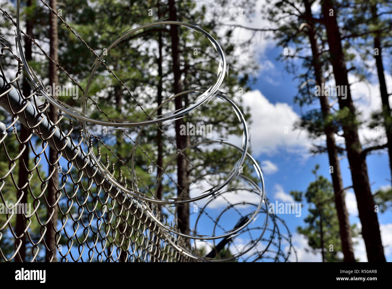 Razor et barbelés au-dessus de haute sécurité clôtures métalliques dans une forêt de pins Banque D'Images