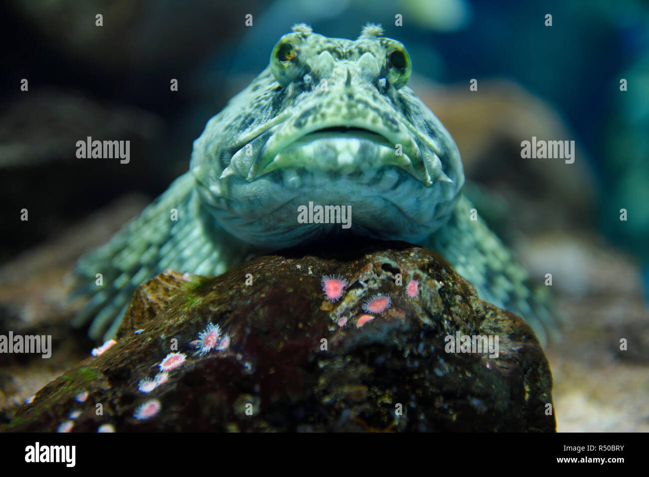 Vue sur la tête des poissons sans écailles Cabezon froglike reposant sur le roc avec des anémones côte de l'océan Pacifique de l'Amérique du Nord dans une forêt d'algues Banque D'Images