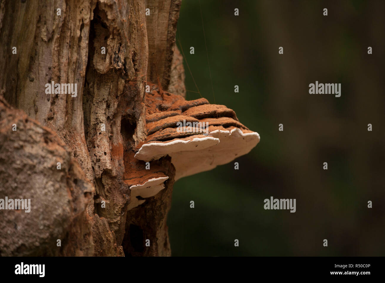 Champignons poussant dans le support dans les forêts de la nouvelle forêt. C'est probablement le champignon Ganoderma australe du Sud, mais il est difficile de Banque D'Images