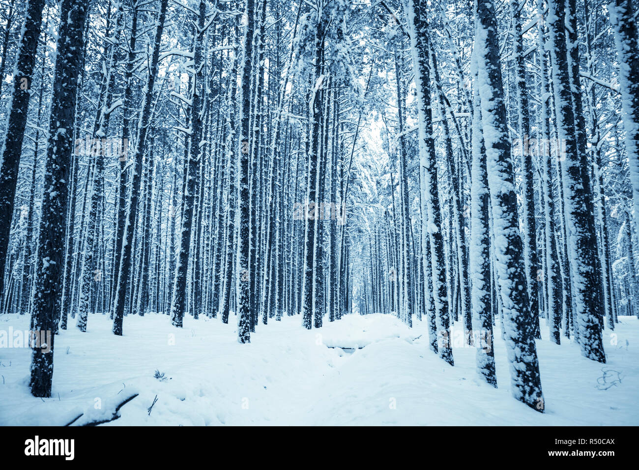 La nature de fond l'hiver. Banque D'Images