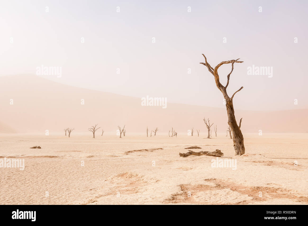 Camel thorn, Acacia erioloba, sur Dead Vlei, jour de vent et de sable en suspension, en Namibie Banque D'Images