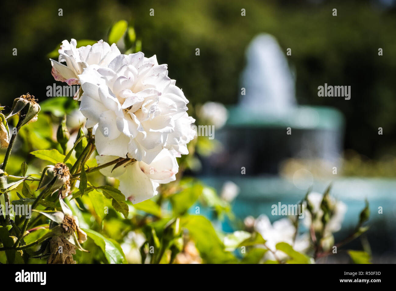 Beaux rosiers ; fontaine de l'eau visible dans l'arrière-plan flou ; San Jose Municipal Rose Garden, South San Francisco, Californie Banque D'Images