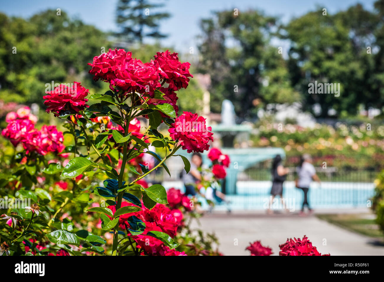Beaux rosiers, des gens et de l'eau fontaine visible dans l'arrière-plan flou ; San Jose Municipal Rose Garden, South San Francisco Bay area, C Banque D'Images