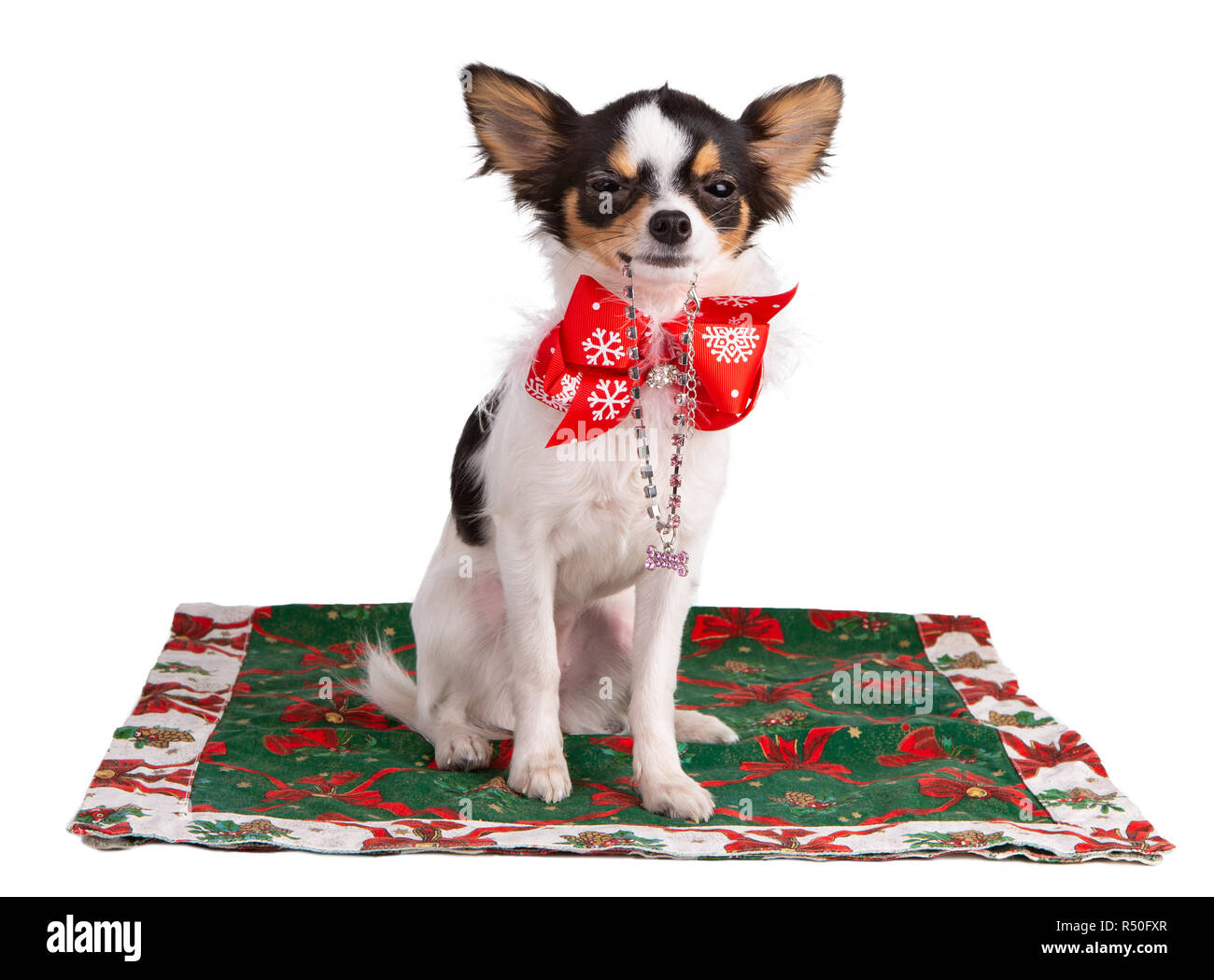 Jeune Chihuahua sur un tapis avec un nœud papillon à Noël sur fond blanc Banque D'Images