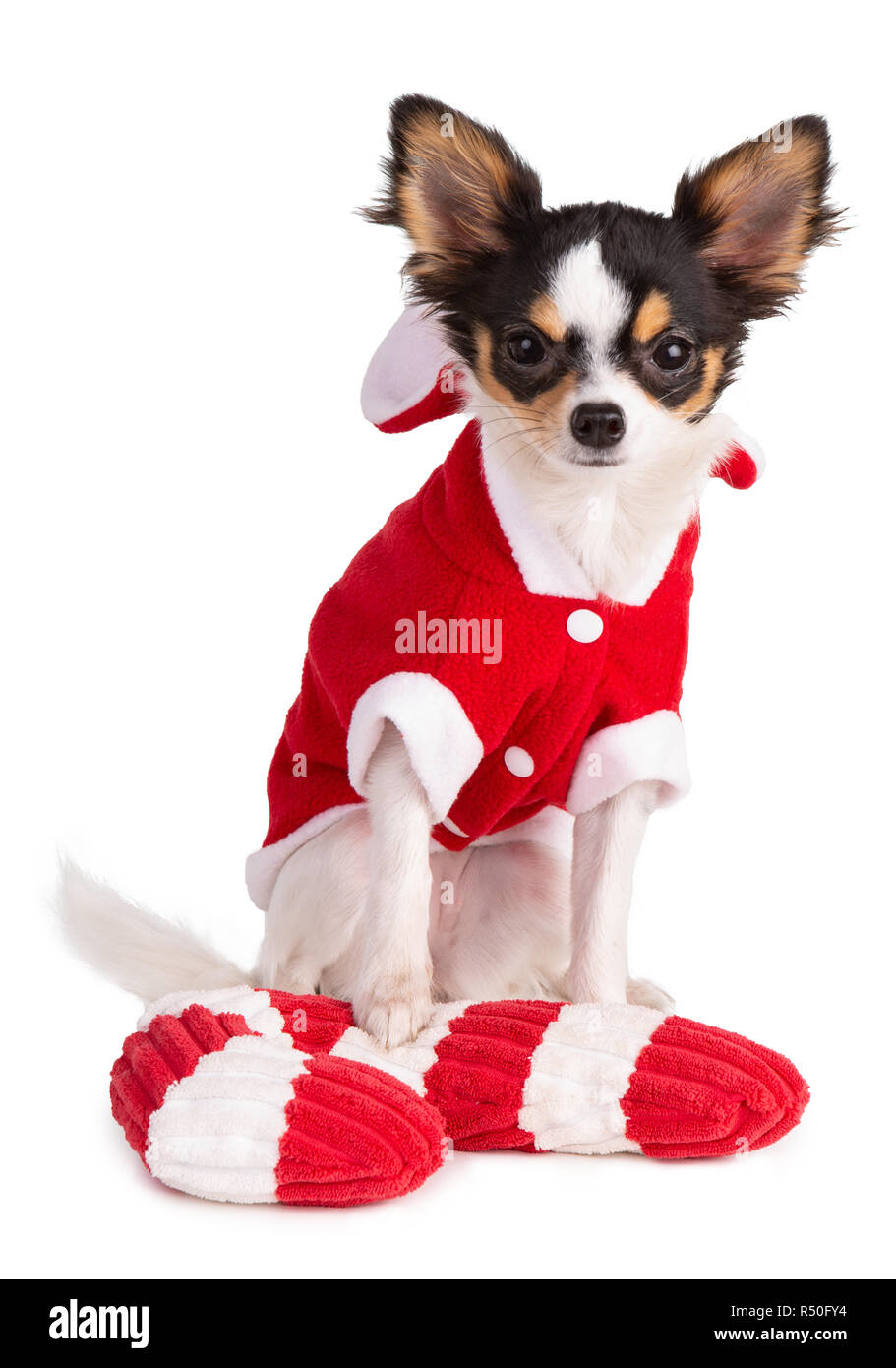 Jeune Chihuahua habillé en rouge à Noël avec un jouet sur un fond blanc Banque D'Images