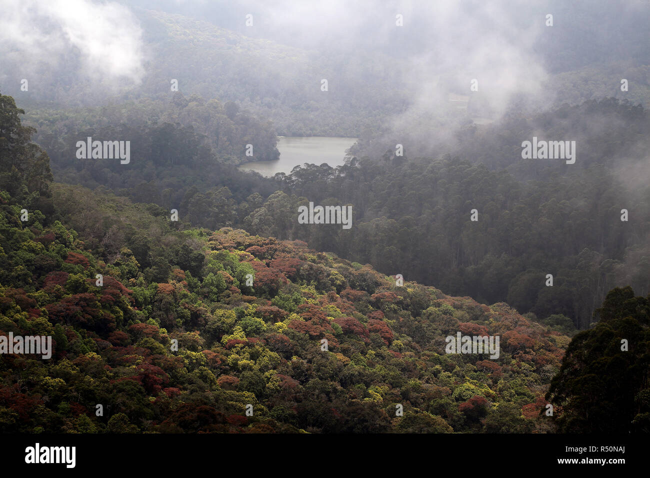 Berijam lake,vue,Tamilnadu Kodaikanal, Inde Banque D'Images