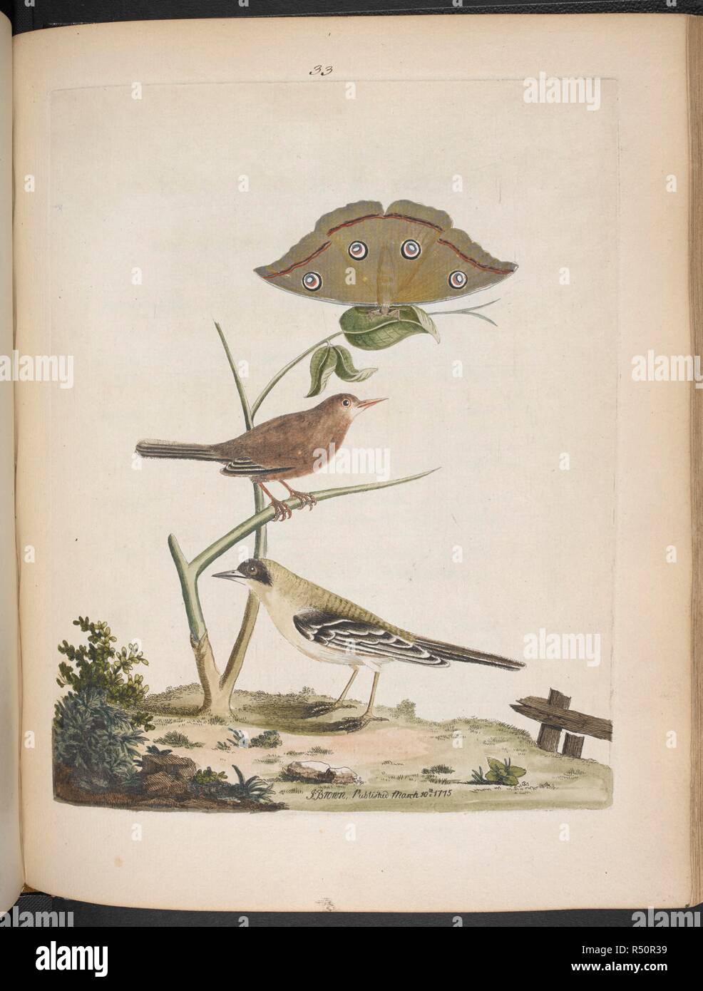 Fig. I. Le Pink-Colored orangée. Fig. II. La Bergeronnette printanière vert. Une espèce. Nouvelles illustrations de zoologie, contenant cinquante planches enlumineÌes d'oiseaux curieux ... et quelques de quadrupeÌ€des, de reptiles et d'insectes, avec de courtes descriptions. systeÌmatiques (Nouvelles Illustrations de zoologie, etc.) Fr. & Eng. Londres : B. White, 1776. Source : 1255.k.9 33 plaque. Auteur : Brown, Peter. Banque D'Images