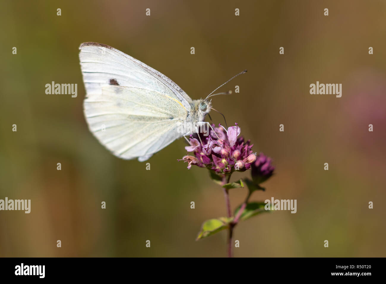 Papillon blanc en bois Banque D'Images