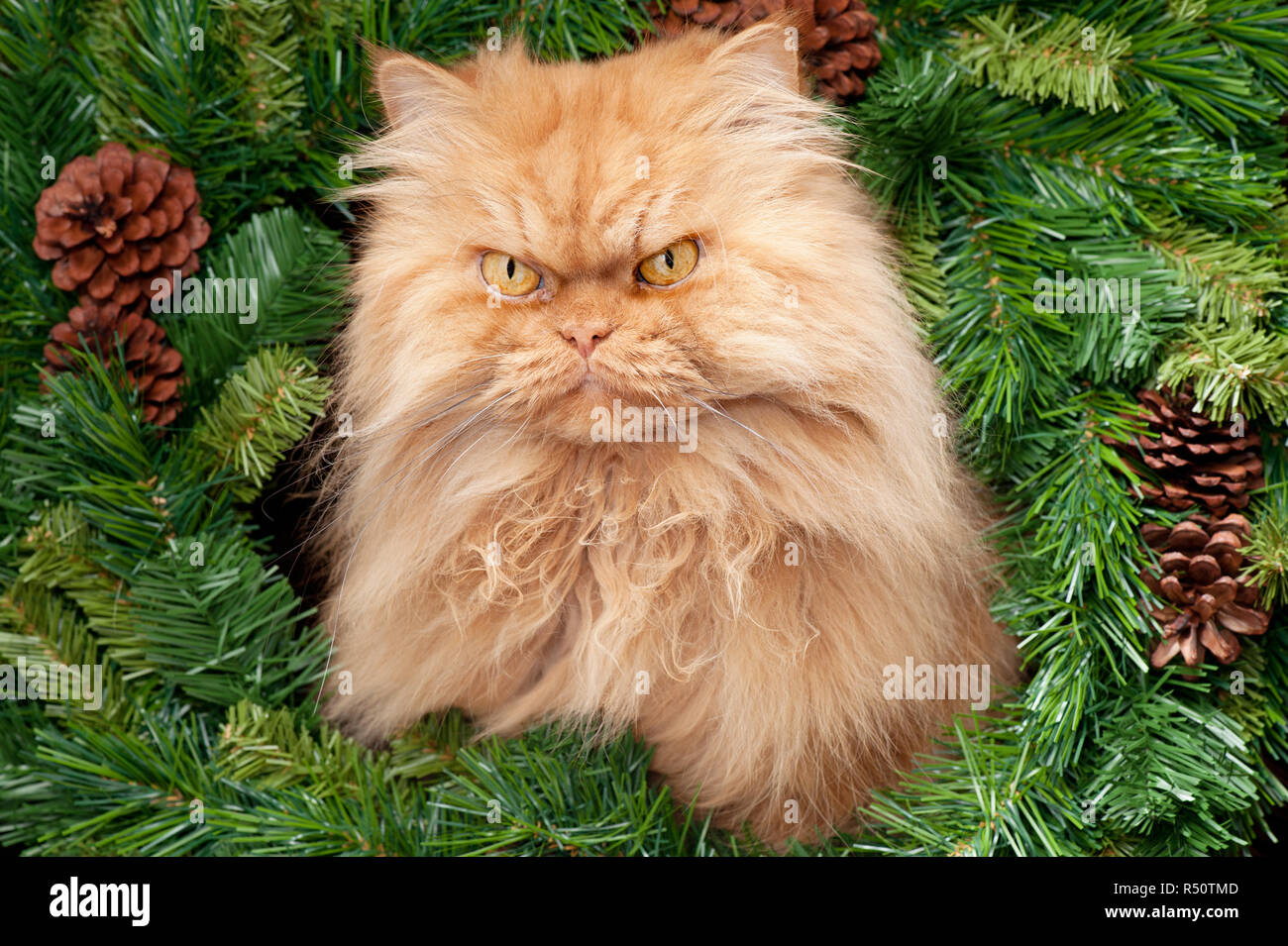 Portrait De Chat Persan Orange En Arbre De Noel Looking At Camera Photo Stock Alamy