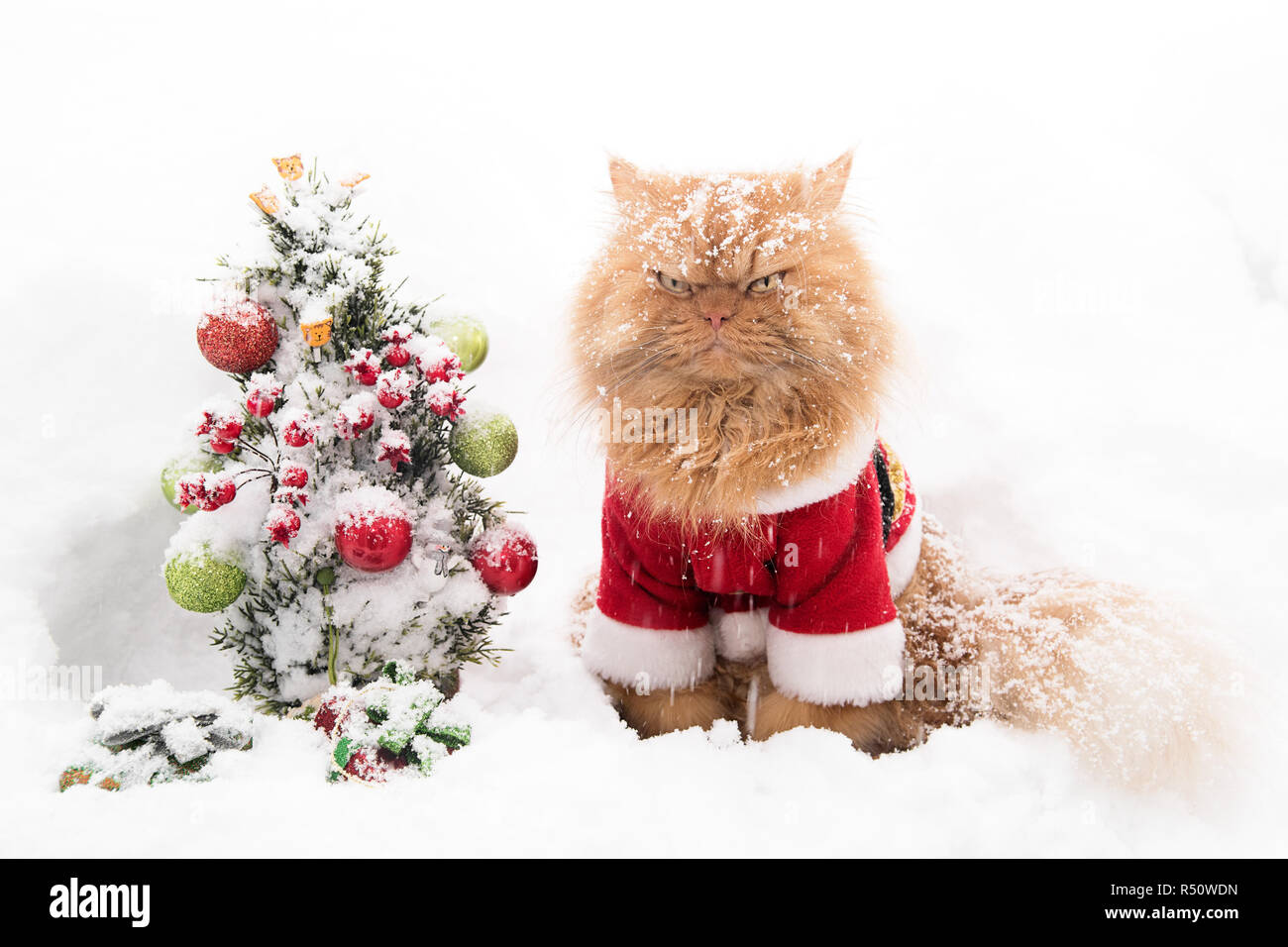 Chat persan de gingembre avec Santa outfit in snow Banque D'Images