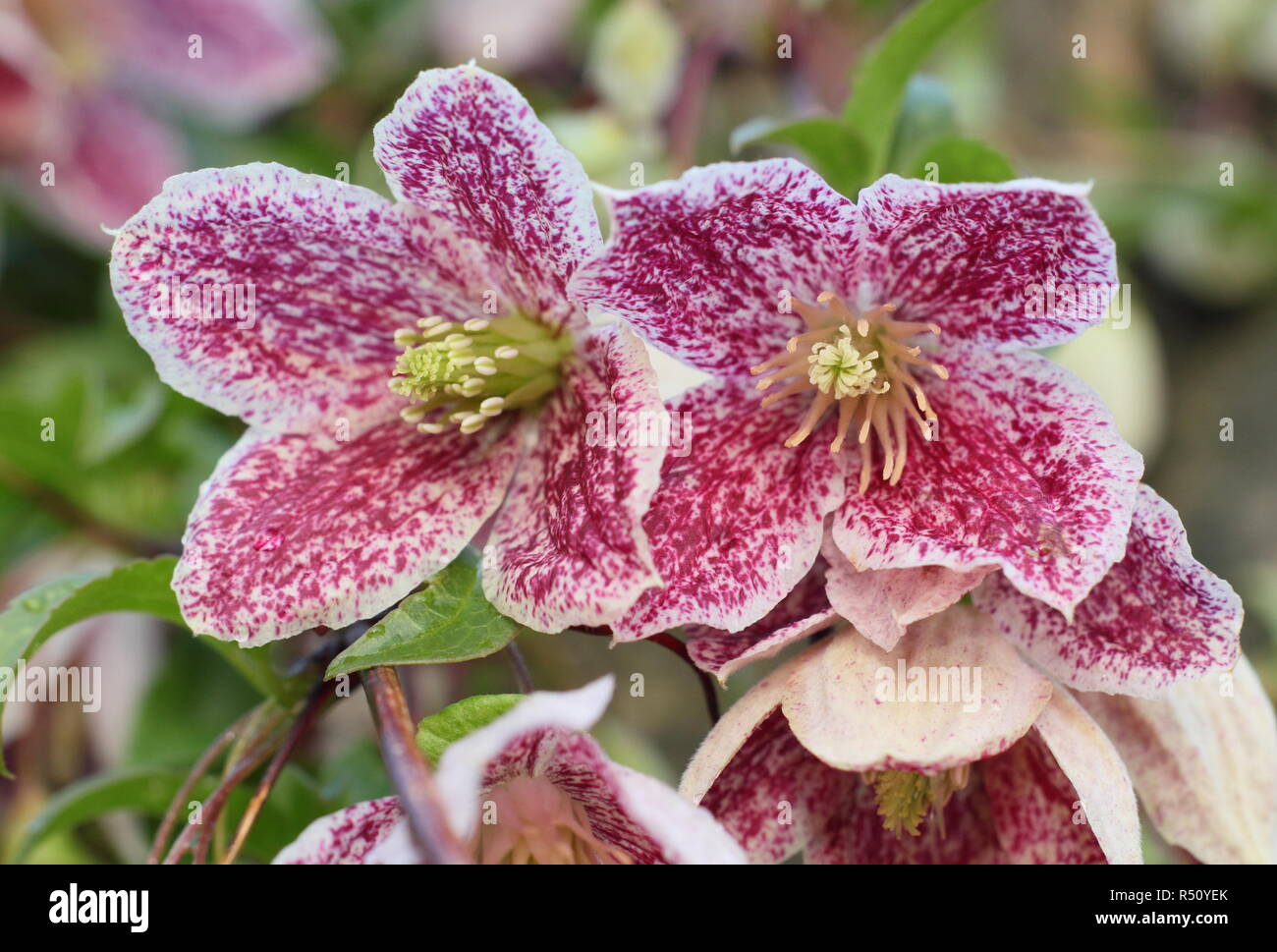 Clematis cirrhosa var. purpurascens 'Freckles'. Clematis Rousseur, une floraison d'hiver grimpeur, la floraison dans un jardin anglais, au Royaume-Uni. Aga Banque D'Images