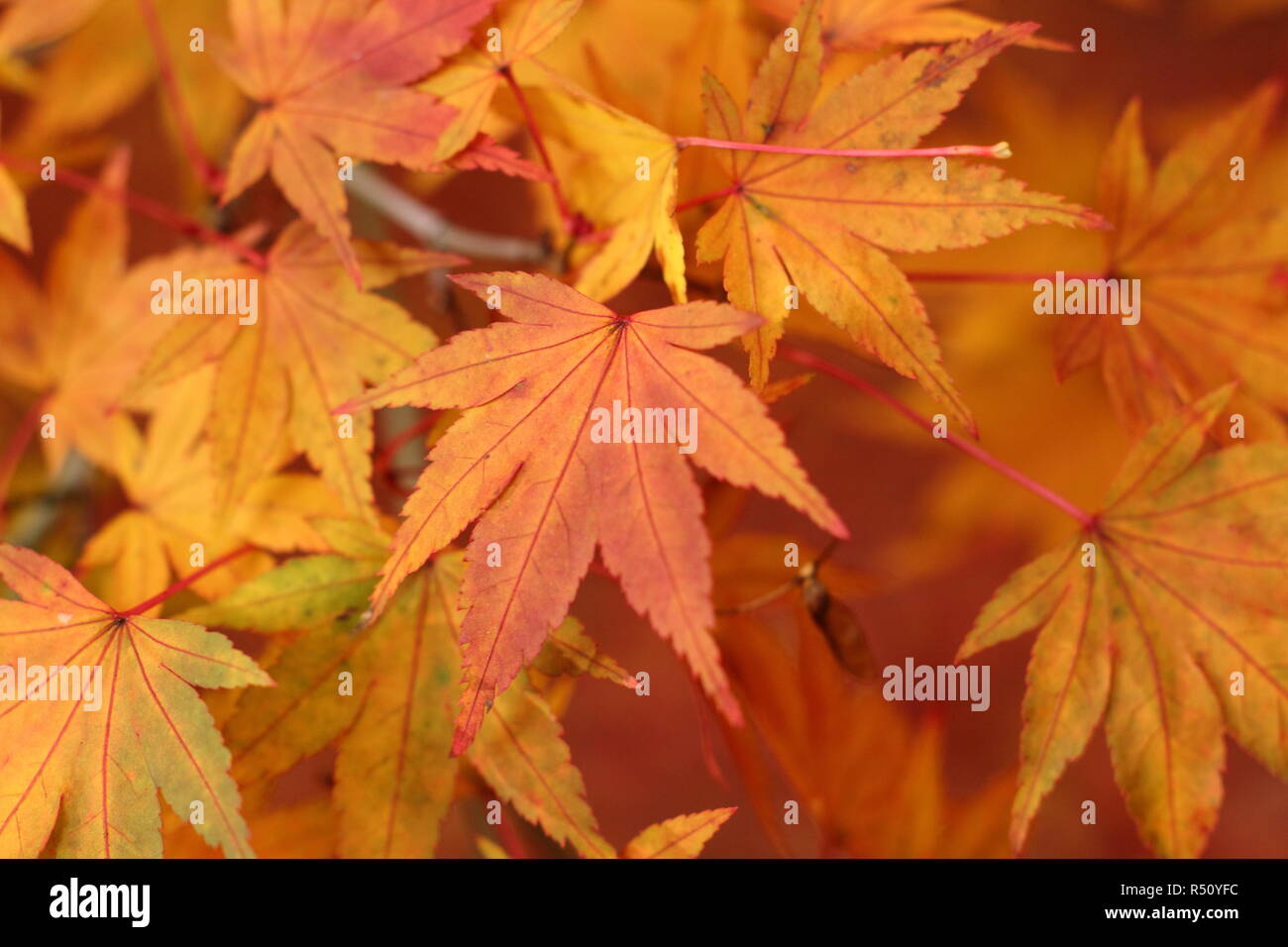 Acer palmatum ribesifoluim montrant l'automne des teintes, UK garden Banque D'Images