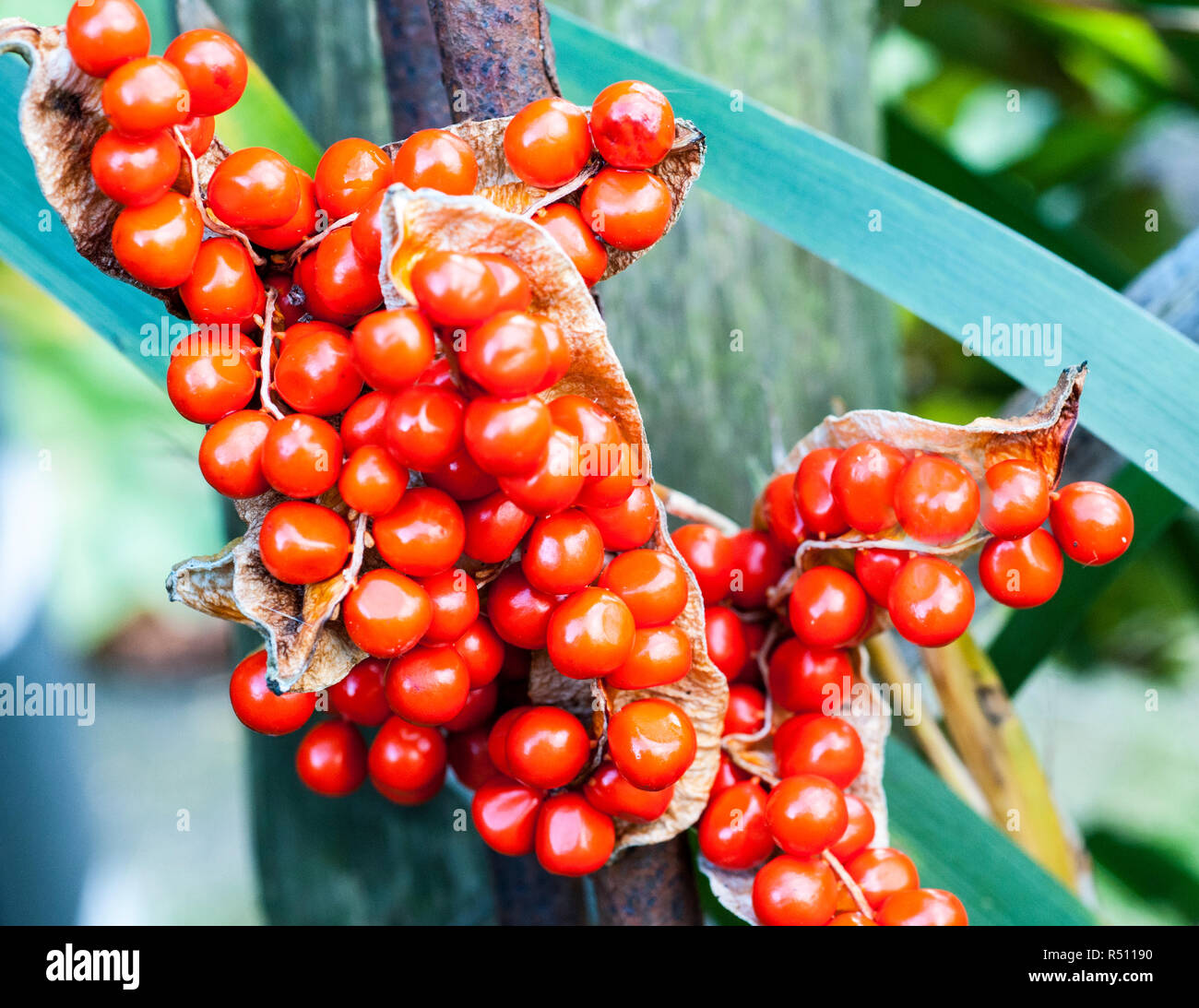 Iris foetidissima var. citrina beaucoup de fruits rouges en gousse Banque D'Images