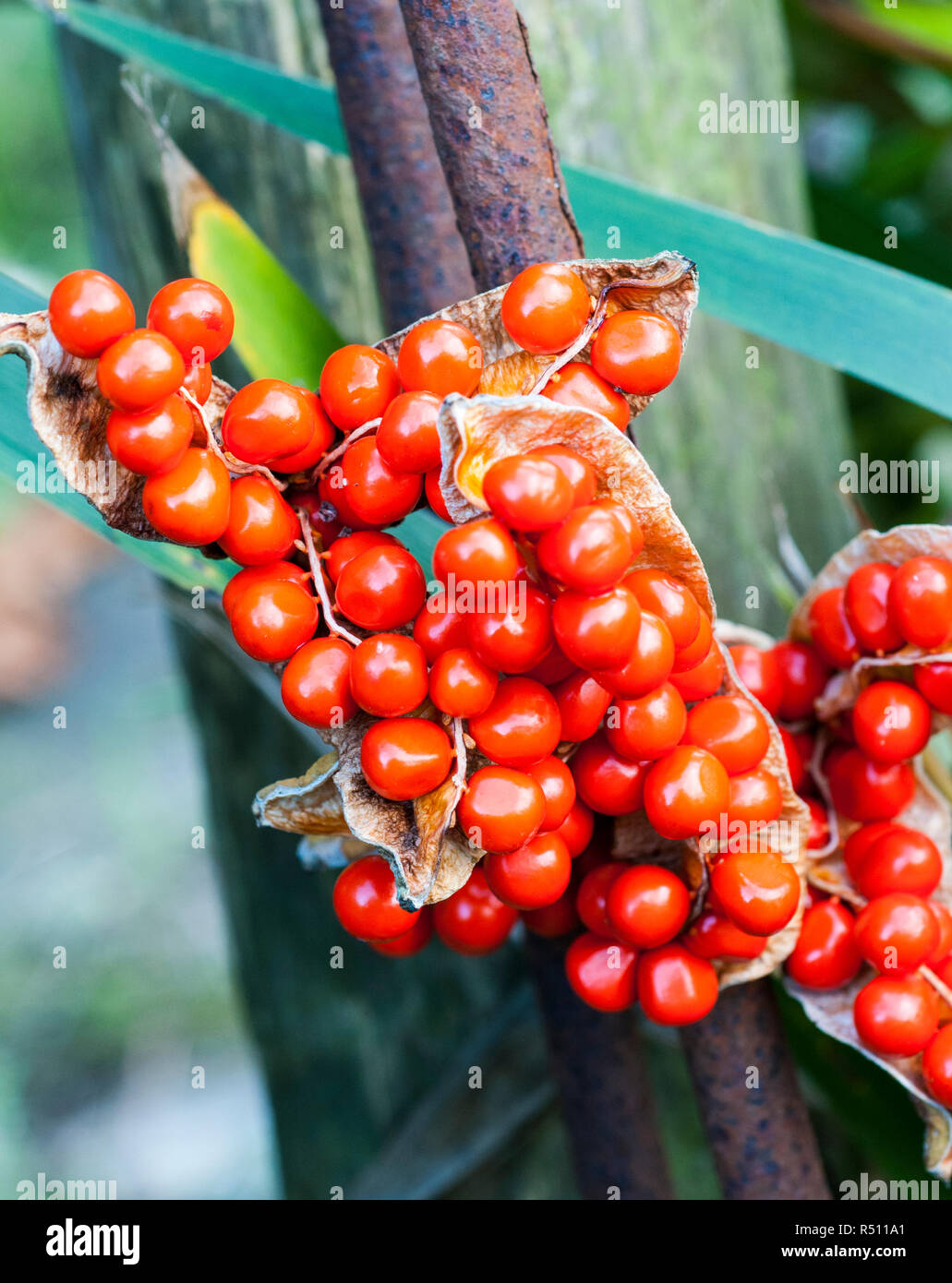 Iris foetidissima var. citrina beaucoup de fruits rouges en gousse Banque D'Images