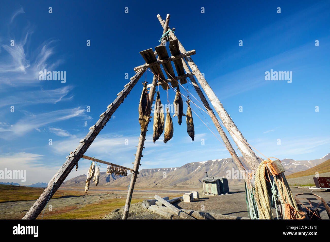 Séchage de la viande de phoque, Longyearbyen, Monte Carlo, Banque D'Images