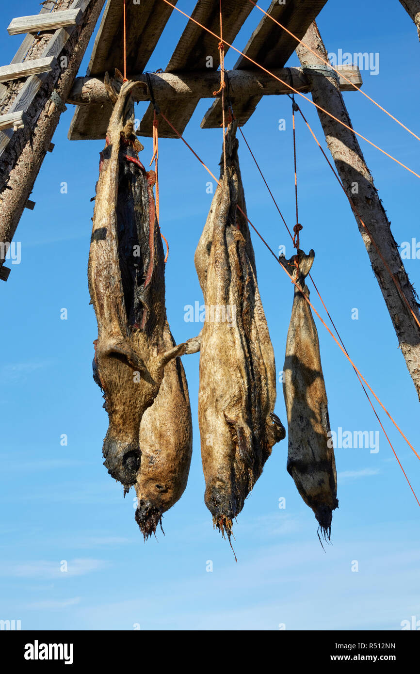 Séchage de la viande de phoque, Longyearbyen, Monte Carlo, Banque D'Images
