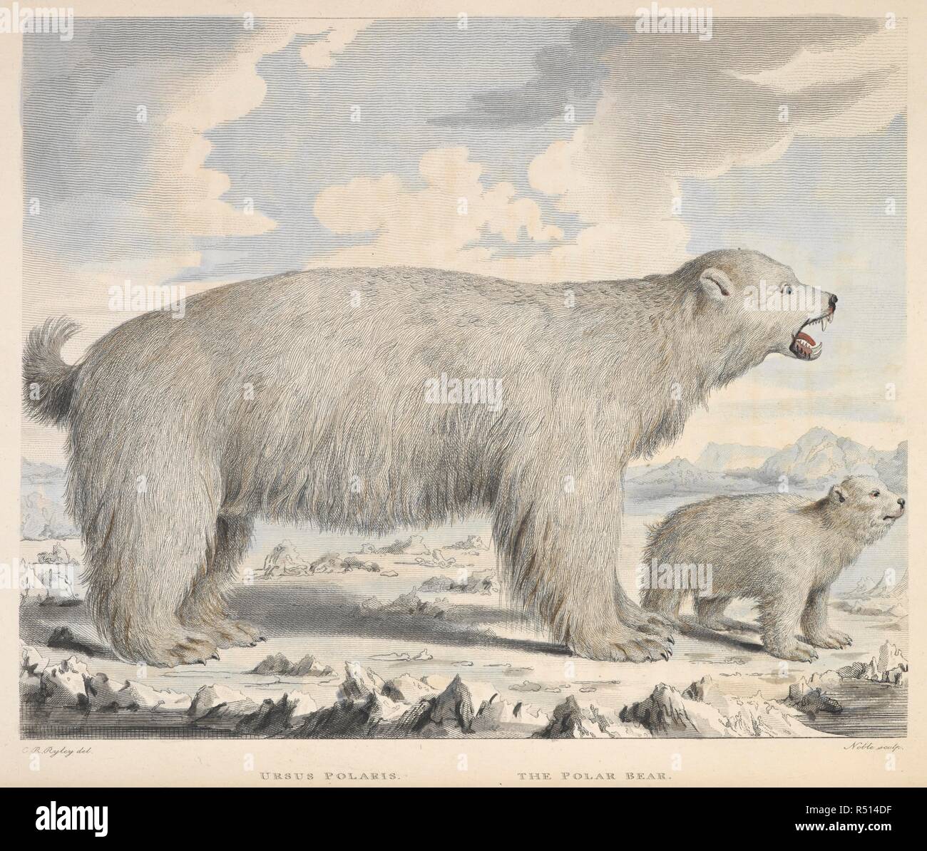 Ursus polaris. L'ours polaire. Musei Leveriani explicatio, anglica et Latina (contenant des spécimens de sélectionner du musée de ... Sir A. Levier), etc. tome 1, volume 2, pp. 1-48. Impensis Jacobi : Parkinson [Londres], 96, 1792. 1792. Source : 40.e.15 Figure 7. Auteur : Ryley, Charles Ruben. GEORGE SHAW. Banque D'Images