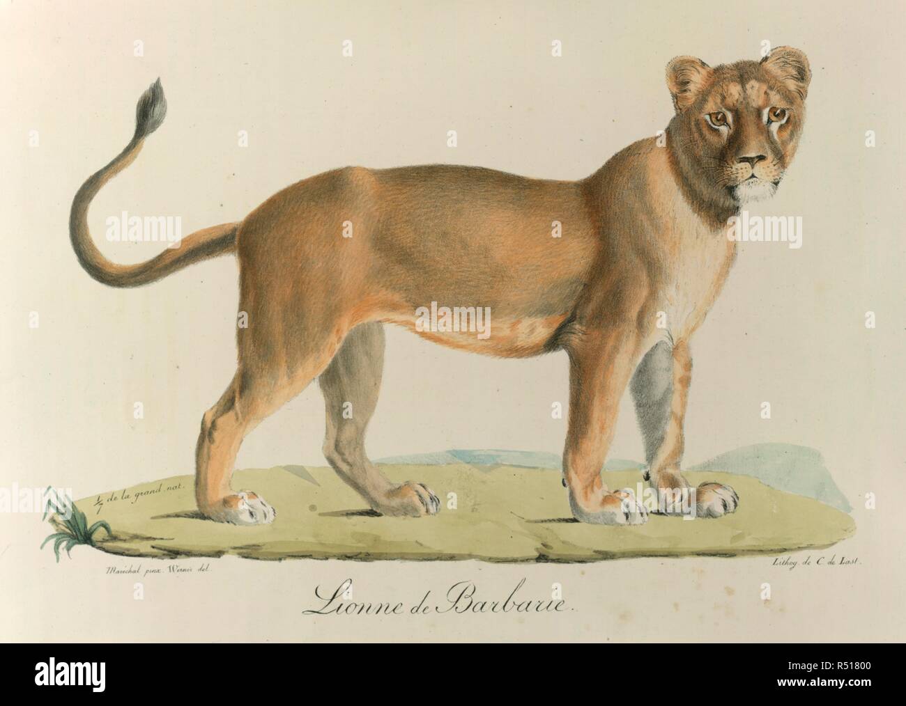 Lionee de Barbarie. Une lionne de barbarie. Histoire naturelle des MammifÃ¨res ... Paris, 1824-57. Source : 1257.l.1-4,. Langue : Français. Banque D'Images