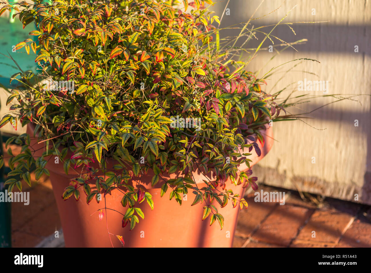 Plante en pot avec de la lumière du matin dans la cour arrière de la maison. Banque D'Images