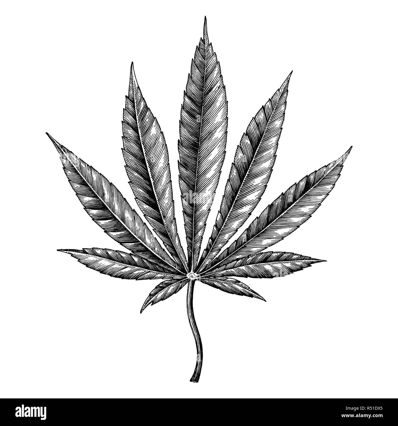 Feuille de Cannabis dessiner à main vintage clip art isolé sur fond blanc Illustration de Vecteur
