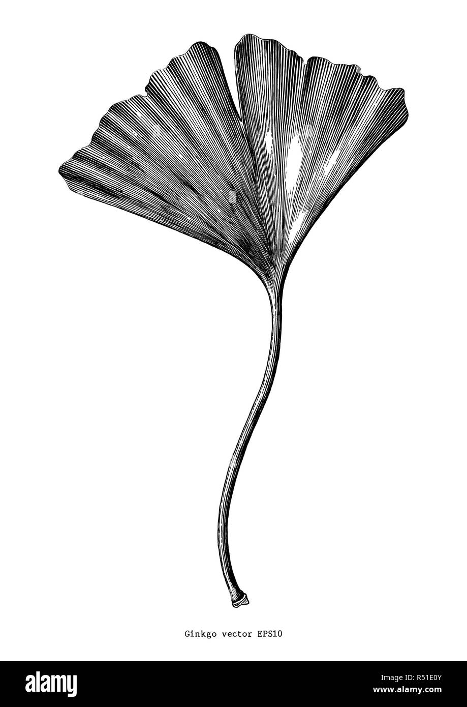 Feuille de ginkgo dessiner à main vintage clip art isolé sur fond blanc Illustration de Vecteur