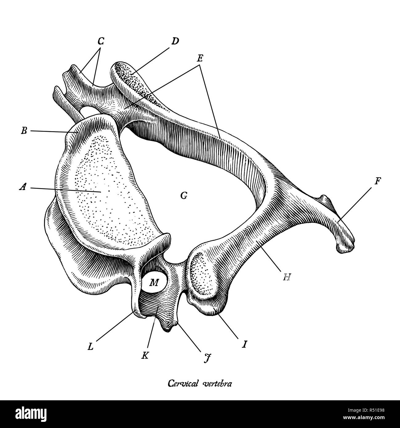 Vertèbre cervicale anatomie humaine vue latérale supérieure dessiner à main vintage clip art isolé sur fond blanc avec description Illustration de Vecteur