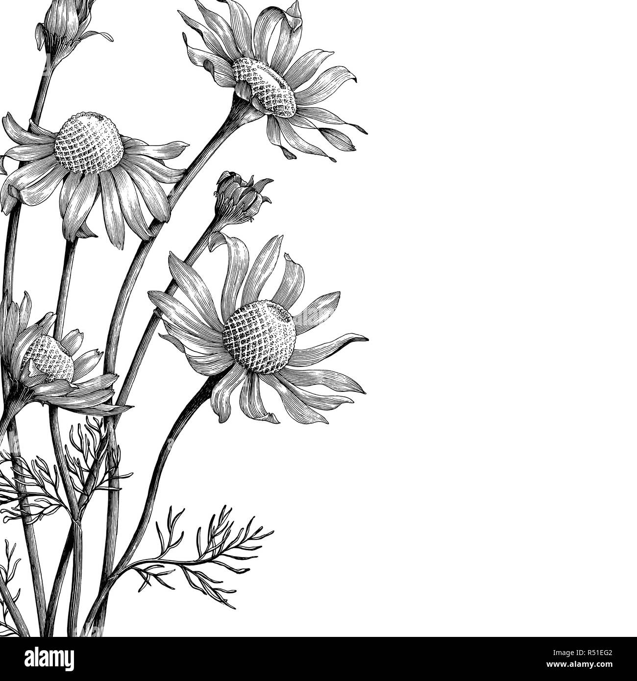 Fleurs de camomille dessiner à main vintage couverture de livre Illustration de Vecteur