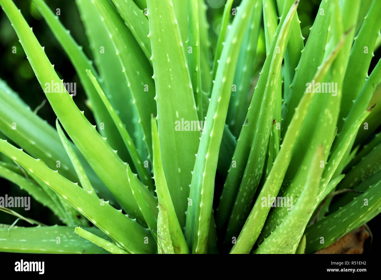 Close up of aloe vera plant leaves Banque D'Images