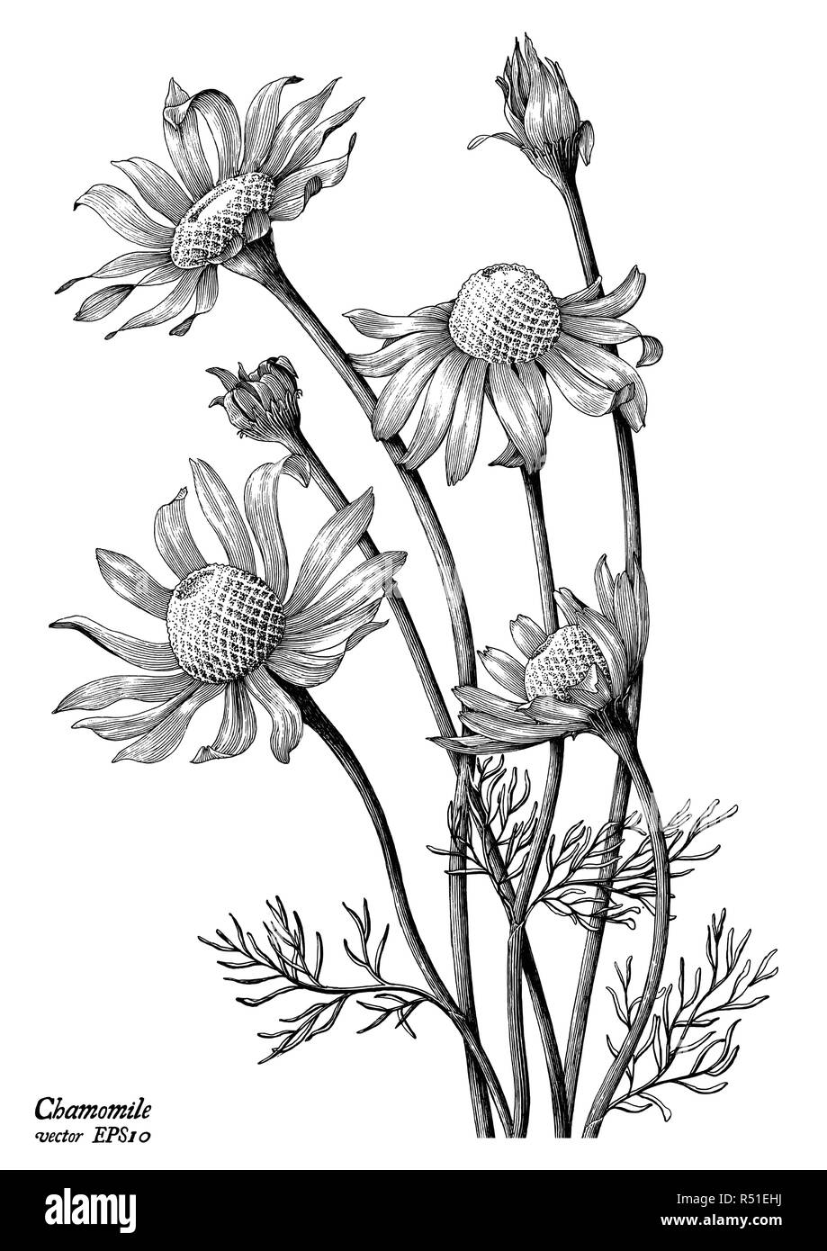 Fleurs de camomille dessiner à main vintage clip art isolé sur fond blanc Illustration de Vecteur