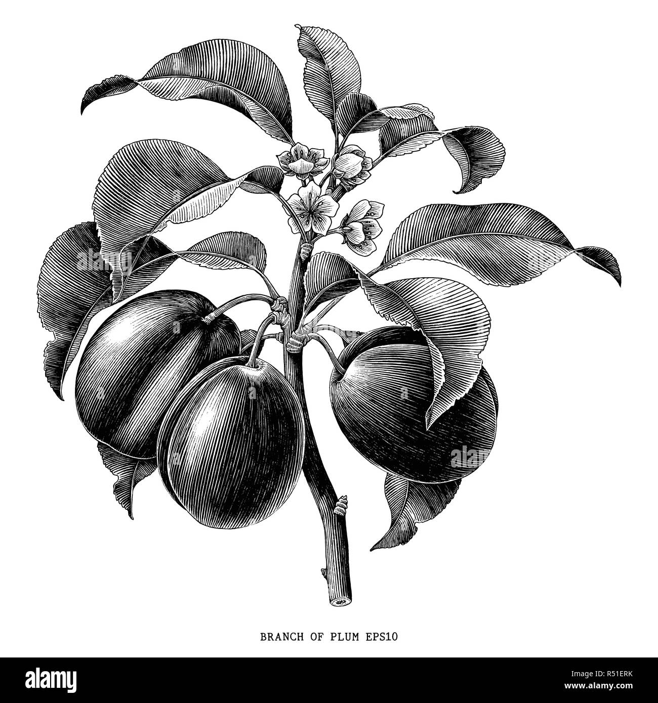 Branche De Prunier Blanc Gravure Banque De Photographies Et D images branche-de-prunier-blanc-gravure-banque-de-photographies-et-d-images