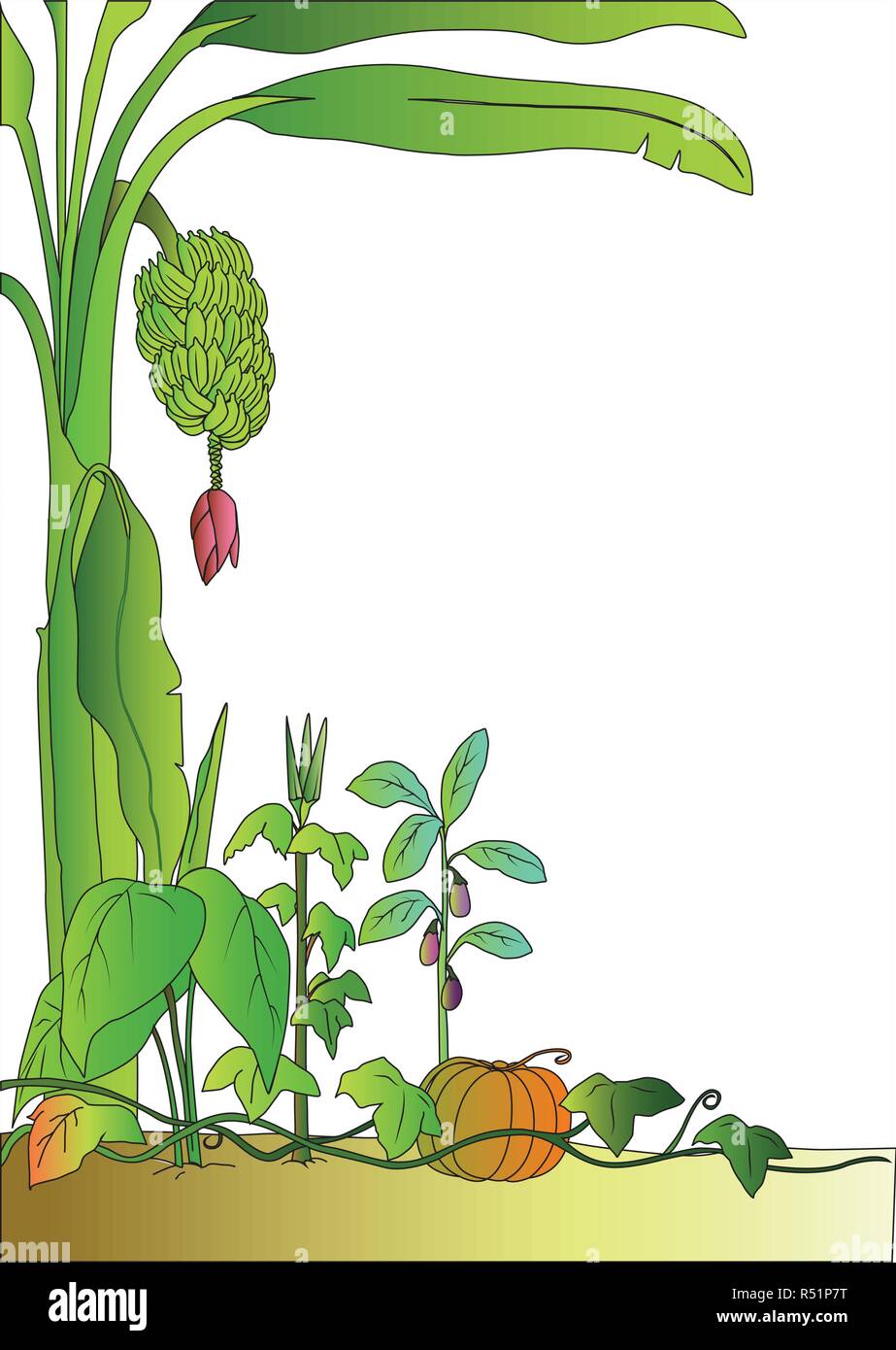 Les légumes et les plantes de la banane Illustration de Vecteur