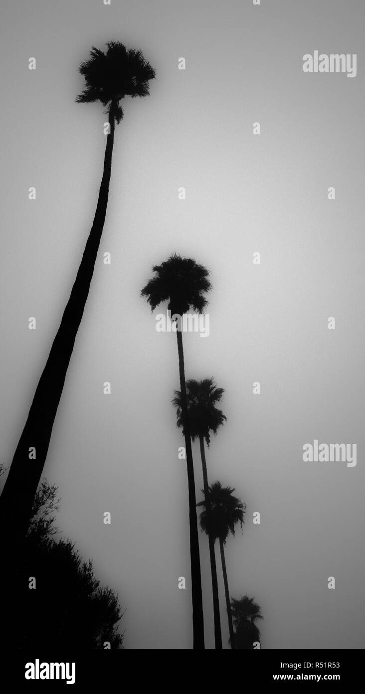 Un noir et blanc encore de grands palmiers élancés le long de tôt le matin. Banque D'Images