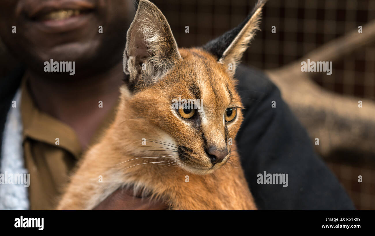 Une belle Caracal chat est détenu dans un centre de réadaptation des animaux en Afrique du Sud. Malheureusement, ces chats sont souvent vendus comme animaux domestiques. Banque D'Images