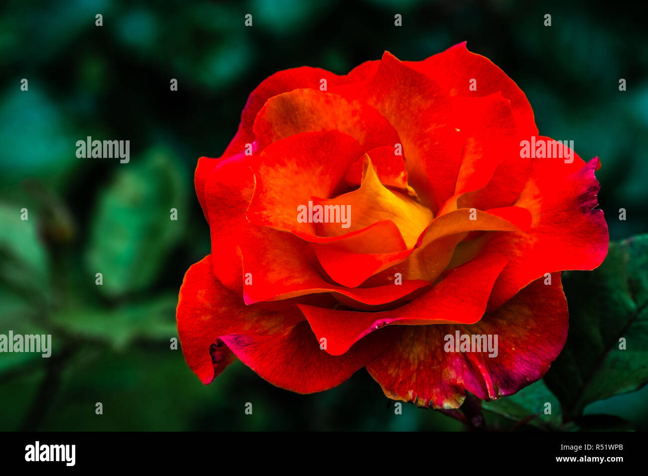 Close up of red rose, symbole de l'Amour et romance Banque D'Images