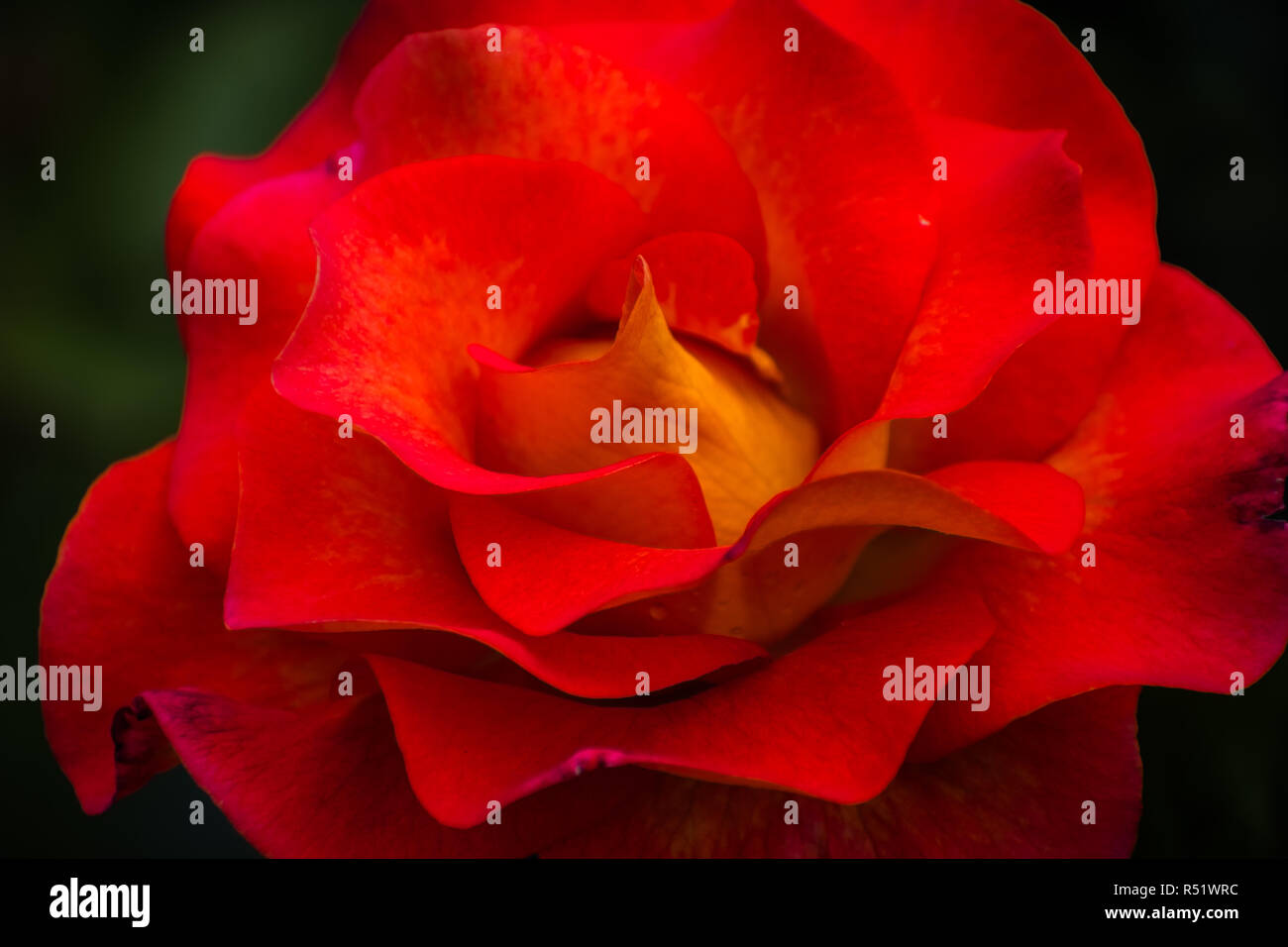 Close up of red rose, symbole de l'Amour et romance Banque D'Images