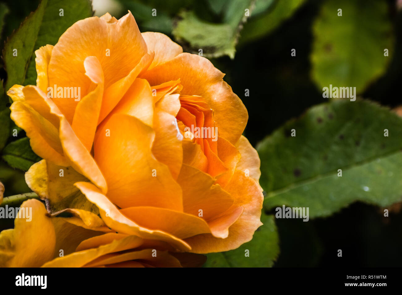 Close up of orange rose ; arrière-plan flou Banque D'Images