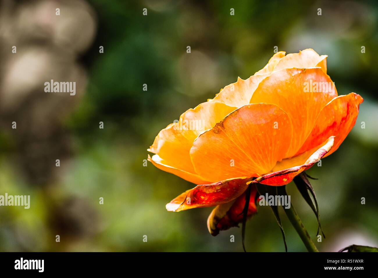 Close up of orange rose ; arrière-plan flou Banque D'Images