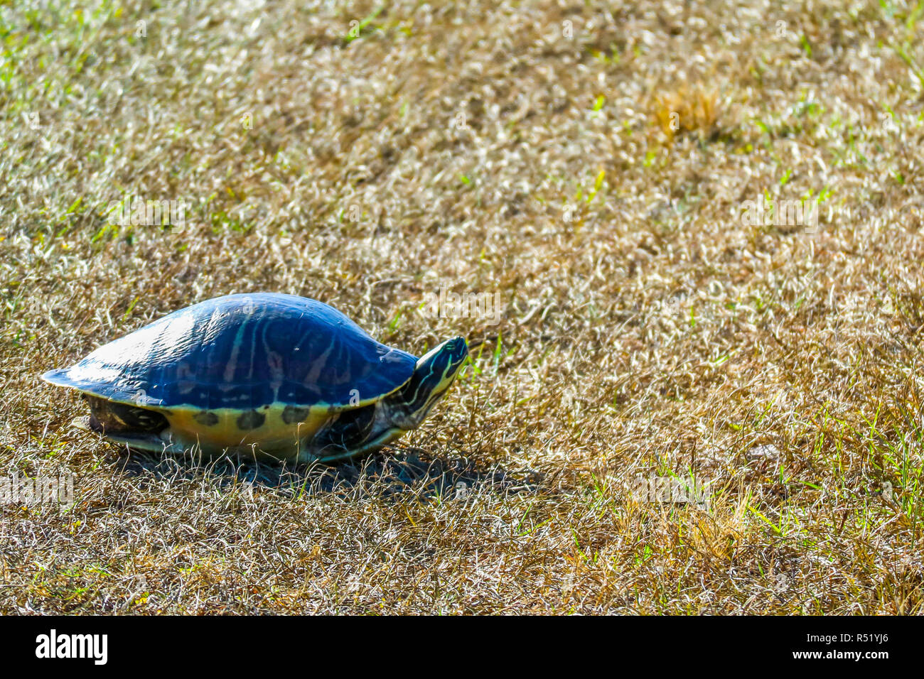 Une grosse tortue peinte, à Orlando, Floride Banque D'Images