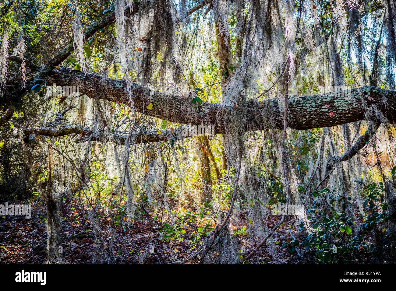 Un très vieil arbre avec de longues branches s'attachent à elle à Orlando, Floride Banque D'Images